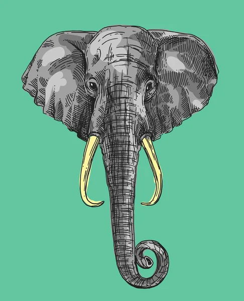 Illustration portrait of elephant — Stock Vector
