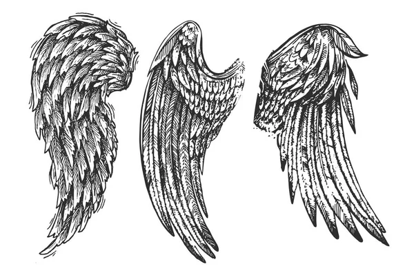 Крылья птицы — стоковый вектор