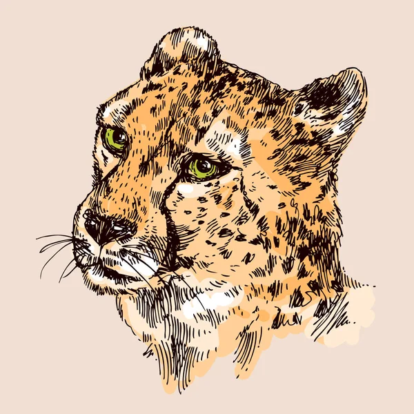 Illustration dessinée à la main guépard — Image vectorielle