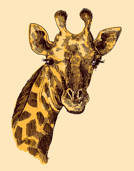 Beautful illustration dessinée à la main portrait og girafe . — Image vectorielle