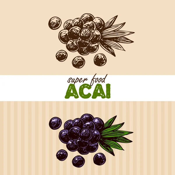 Hand drawn vector illustration superfoods. — Stock Vector