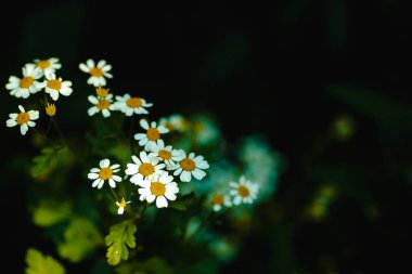 Metin için yer ile karanlık bir arka plan üzerinde dekoratif papatya