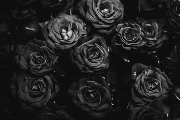 Bouquet de roses noires et blanches — Photo