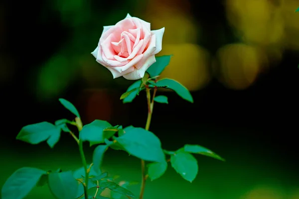 Rose with green blurred background with room for text. — Stock Photo, Image