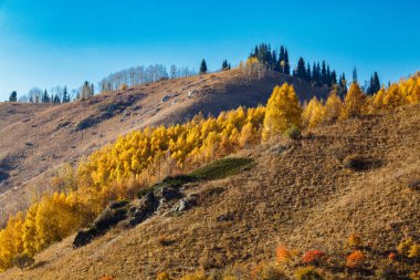 Sonbahar dağlarının manzarası mavi gökyüzüne karşı köknar ağaçları ve huş ağaçları ile kaplıdır.