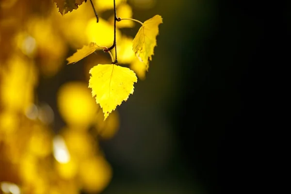 Autumn Leaves Use Background — Stock Photo, Image