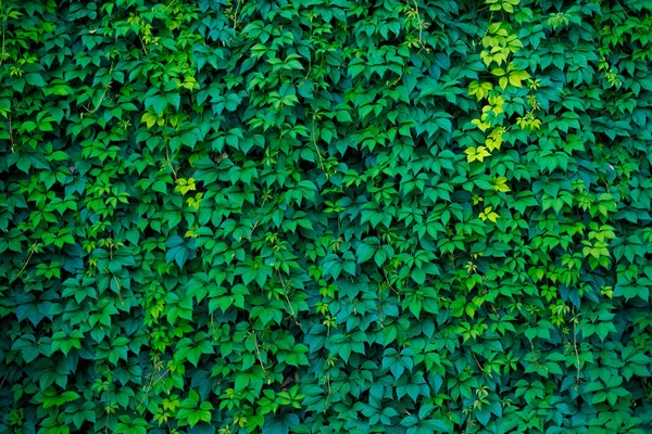 Duvardaki Yaban Üzüm Deseni Yeşil Yapraklar — Stok fotoğraf