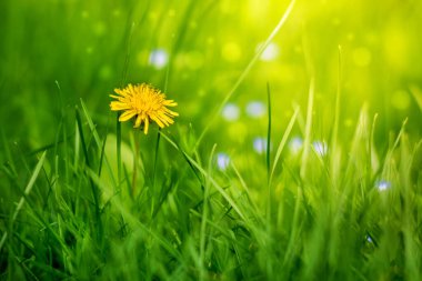 Yeşil arka planda, güneşin altında sarı bir karahindiba.