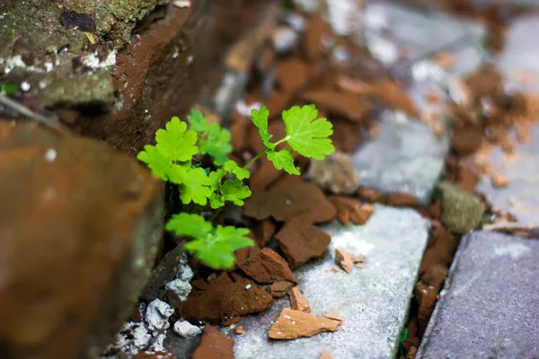 Hierba Verde Rompe Través Las Piedras Primavera — Foto de Stock