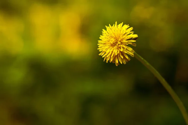 Yellow dandelion in the sun on a green background