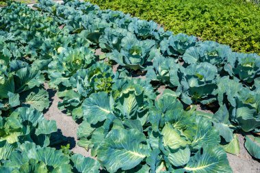 Yatakta çevre dostu lahana ürünleri var.