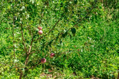 Bahçedeki bir ağaçta büyüyen elmalar