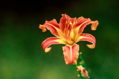 arkaplan için yeşil arkaplan kullanımına sahip turuncu çiçek