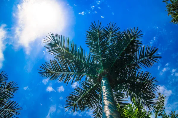 Mavi Gökyüzünün Arka Planında Bulutlu Bir Palmiye Ağacı — Stok fotoğraf