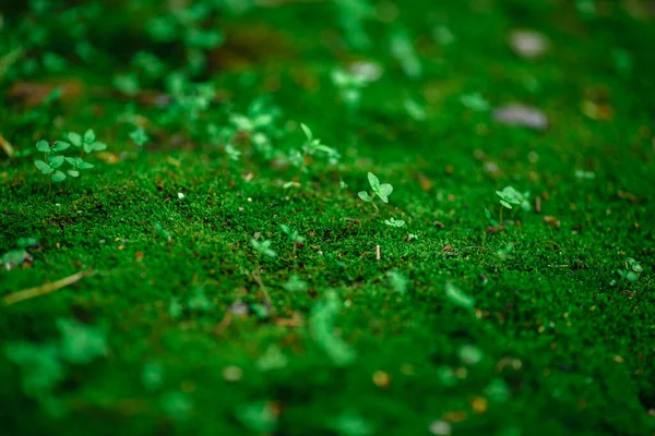 Musgo Verde Con Plantas Para Fondo — Foto de Stock