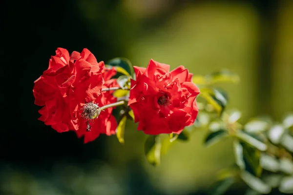 Розы Зеленом Фоне Саду — стоковое фото
