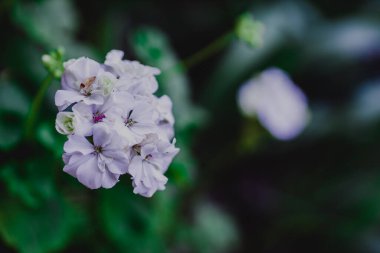 Ev bahçesinde çiçekler, yeşil arka planda sardunya, bahar zamanı