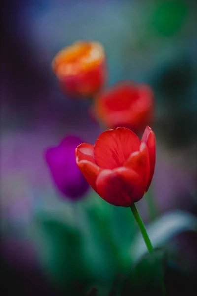 flowers in the home garden, tulips on a green background, spring time