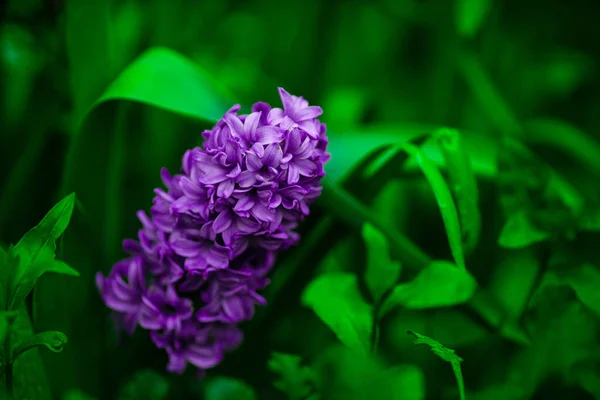 Purple flower in the home garden, hyacinth on a green background