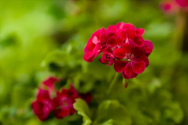 Fiori Nel Giardino Casa Geranio Sfondo Verde Primavera — Foto Stock
