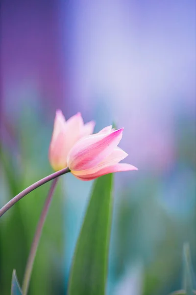 家庭花园的花朵 绿色背景的郁金香 图库照片