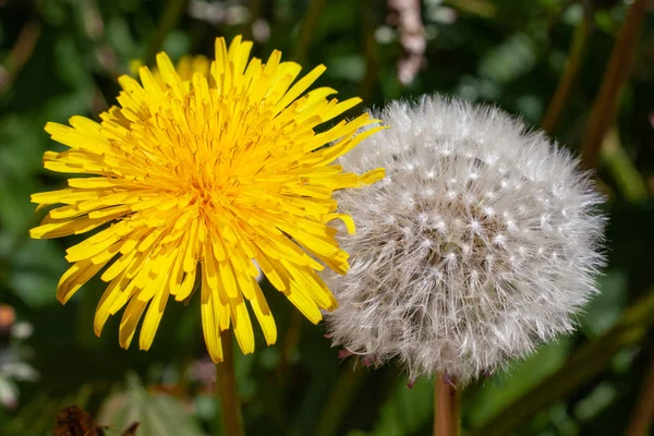 Two dandelion plants fully in bloom and faded as blowball
