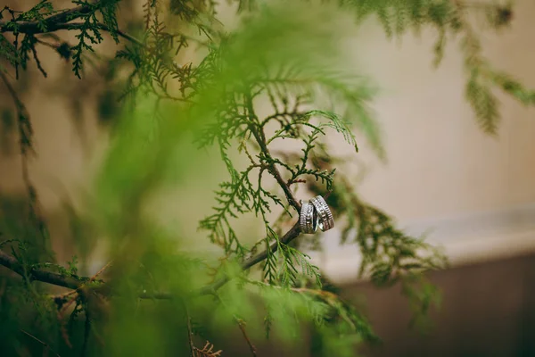 Dois anéis de casamento — Fotografia de Stock