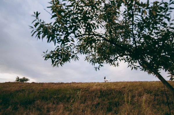 Kum bir yürüyüş gelin ve damat deniz alanı günbatımı mimari düğün çift çimen