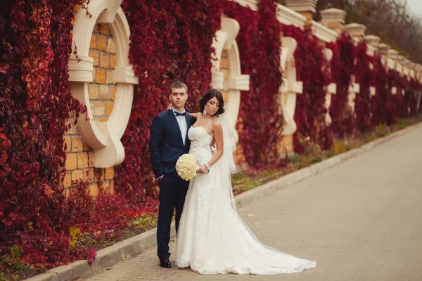 Свадебная пара на прогулке у стены с красными листьями — стоковое фото