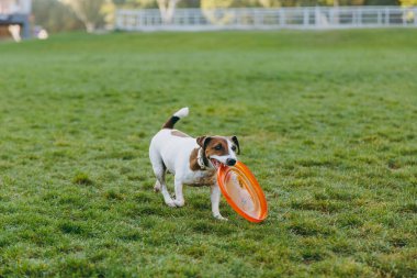 Küçük komik köpek turuncu frizbi yeşil çimenlerin üzerinde yakalamak. Açık havada parkta oynarken küçük Jack Russel Terrier evde beslenen hayvan. Köpek ve oyuncak üzerinde açık havada. Hayvan hareket arka planda.
