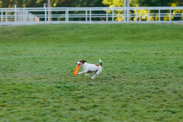 Pequeño perro divertido atrapando frisbee naranja en la hierba verde. Pequeño Jack Russel Terrier mascota jugando al aire libre en el parque. Perro y juguete al aire libre. Fondo animal en movimiento . — Foto de Stock