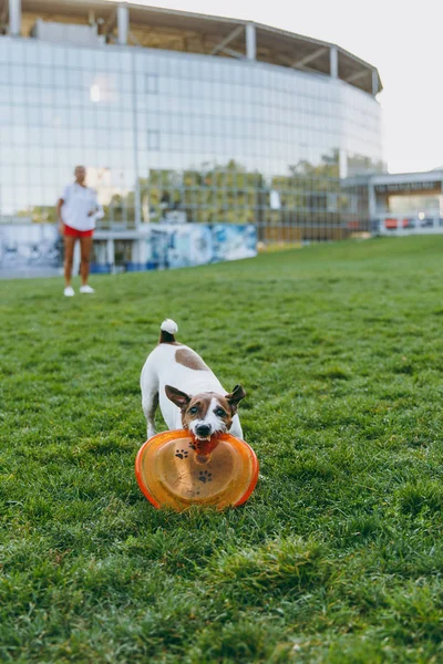 Mujer lanzando frisbee naranja a perro pequeño divertido, que la captura en la hierba verde. Pequeño Jack Russel Terrier mascota jugando al aire libre en el parque. Perro y dueño al aire libre. Fondo animal en movimiento . — Foto de Stock