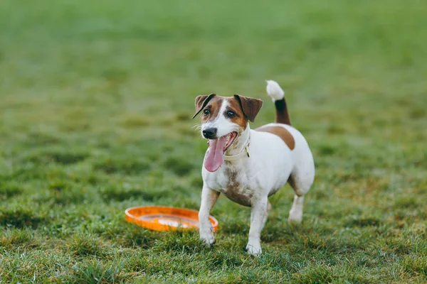 Pequeño perro divertido atrapando frisbee naranja en la hierba verde. Pequeño Jack Russel Terrier mascota jugando al aire libre en el parque. Perro y juguete al aire libre. Fondo animal en movimiento . — Foto de Stock