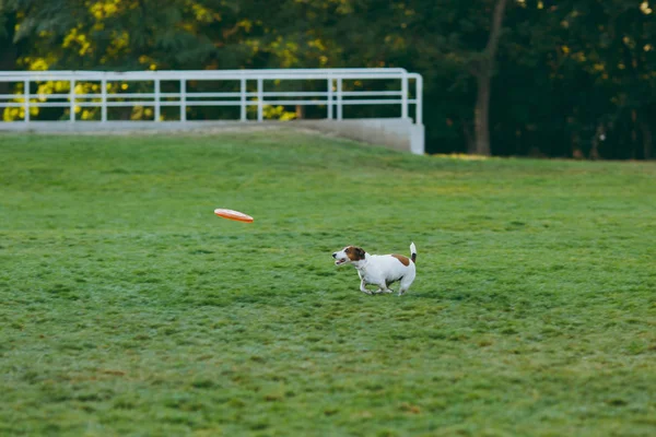 Anjing kecil lucu menangkap disk terbang oranye di rumput hijau . — Stok Foto