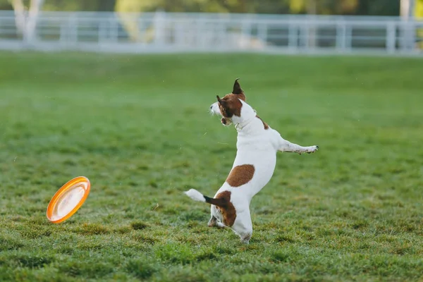 Маленькая смешная собака ловит оранжевый летающий диск на зеленой траве . — стоковое фото