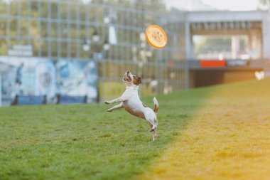 Yeşil çimenlerin üzerinde turuncu uçan disk yakalama küçük komik köpek. 