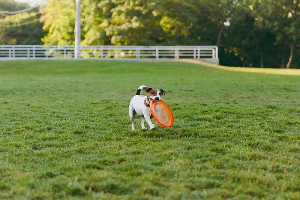 Pequeño perro divertido la captura de disco volador naranja en la hierba verde . — Foto de Stock