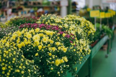 Güzel bir ev bitkilerin ficus, tencere, küçük ve büyük yeşil yaprakları ile diffenbachia atış kapatın. Krizantem.