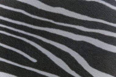 Siyah ve beyaz zebra deri ile metin için yer, soyut hayvan arka plan veya desen doku tasarım ve dekorasyon için.