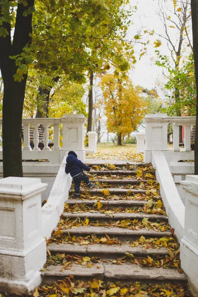 Niño pequeño en ropa azul caminar en el parque de otoño, subir las escaleras con hojas de otoño amarillo seco. Pequeño hijo en escalones. La paternidad, el día de la familia 15 de mayo, el amor, los padres, el concepto de los niños. Vista trasera . — Foto de Stock