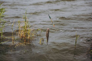 Yakın? sakınsın sudan çıkarmadan balık yakaladı .bizimkini Oltaya balık oltası üzerinden sazlık çerçevede gölün kıyısında. Yaşam tarzı, rekreasyon, balıkçı eğlence kavramı