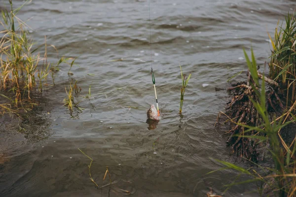 Cerca de pescado capturado que se saca del agua atrapada en un gancho de la caña de pescar en la orilla del lago sobre el fondo de las cañas. Estilo de vida, recreación, concepto de ocio del pescador — Foto de Stock