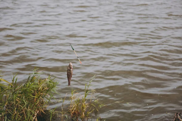 Close up caught fish which is pulled out of water caught on hook from fishing rod on shore of lake on reeds background. Lifestyle, recreation, fisherman leisure concept. Copy space for advertisement.