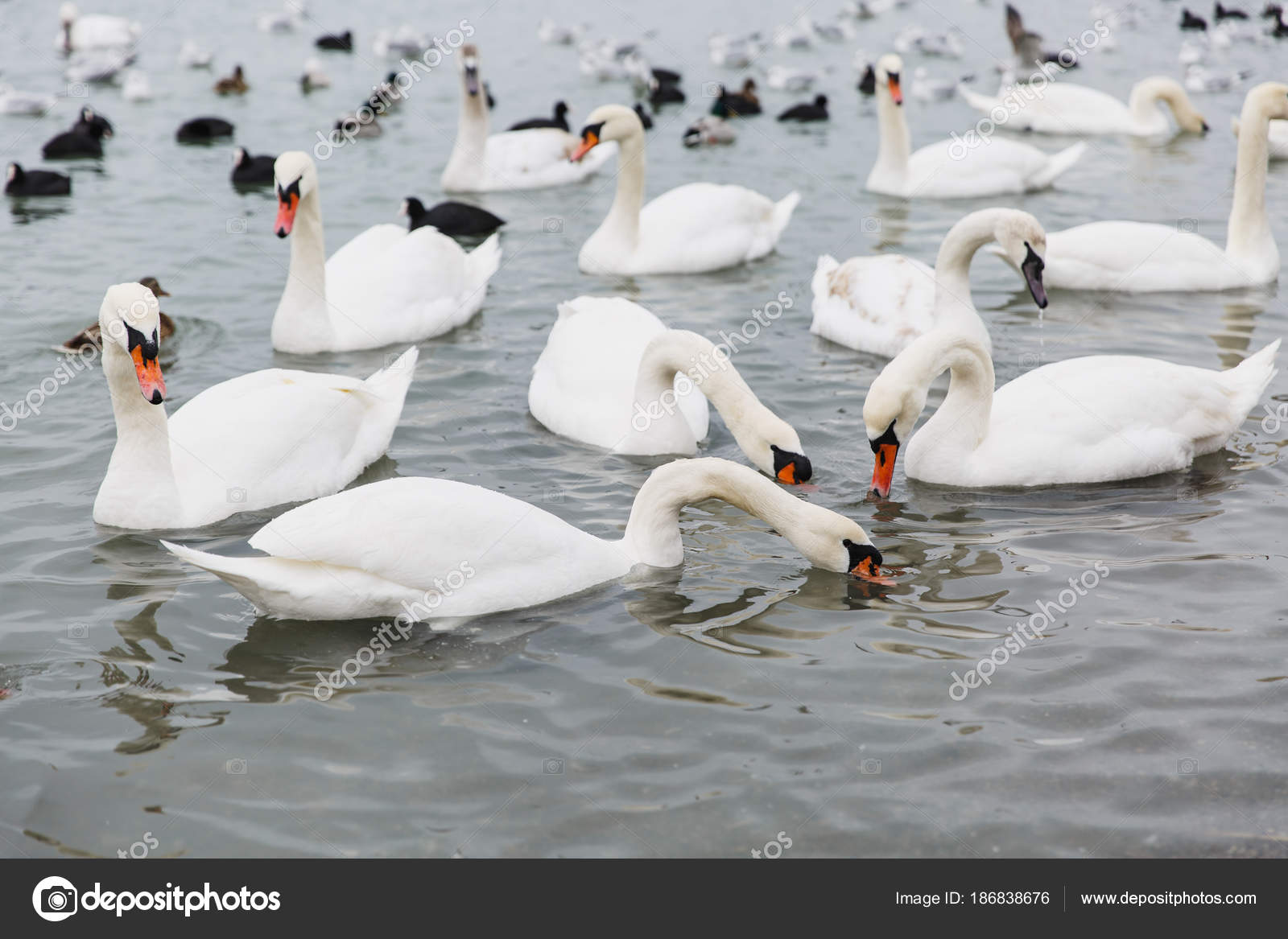 Une Maison Magnifique Lac Aux Oiseaux Blanc élégant Cygnes