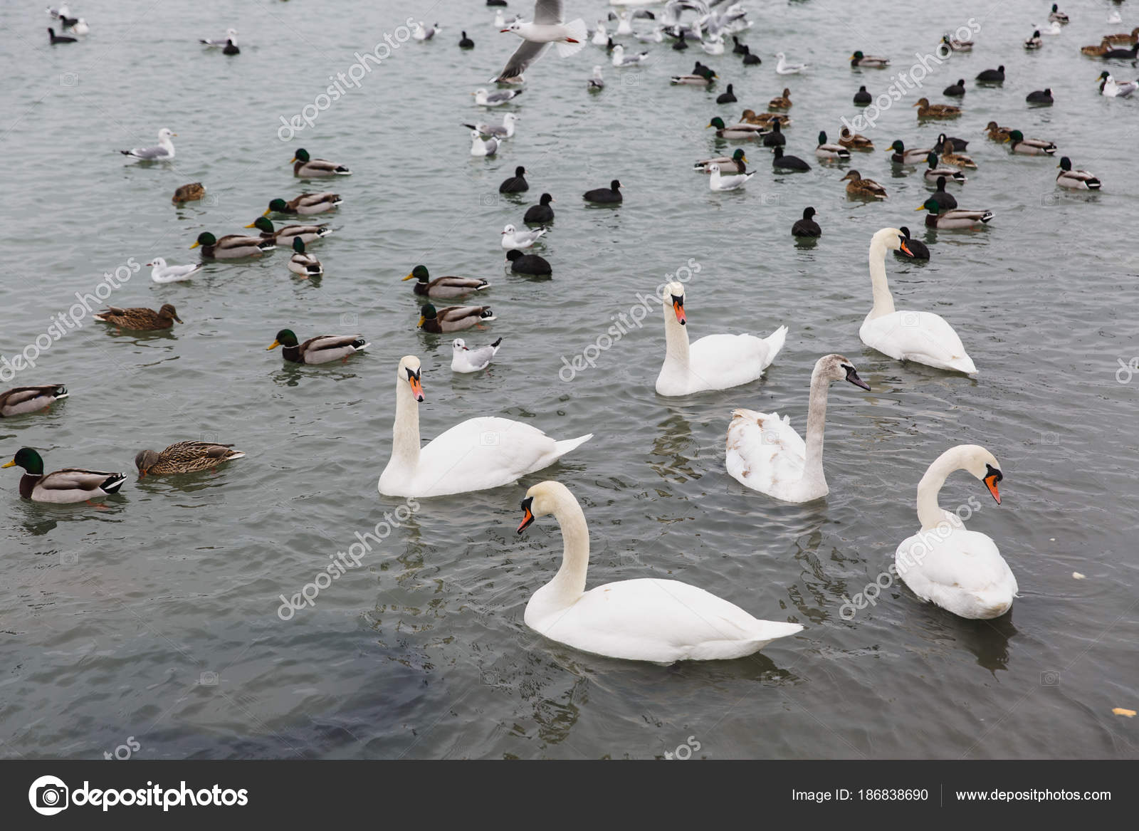 Une Maison Magnifique Lac Aux Oiseaux Blanc élégant Cygnes