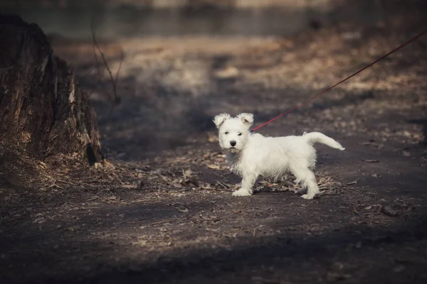 Seekor anjing kecil berbulu putih yang cantik dengan telinga dan ekor menonjol dari ras Bologna berjalan pada tali panjang merah di musim gugur atau taman musim dingin di dekat rami. Persahabatan manusia dan hewan, hewan peliharaan — Stok Foto
