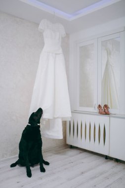 Bir güzel ihale zarif gelinlik dantel ve gelin için kısa kollu bir askı siyah köpek kelebek ile yakın pencere ve beyaz duvar arka planı üzerinde asılı. Düğün giymek