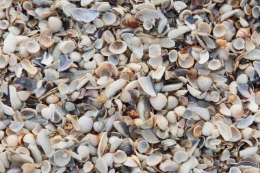 Arka plan doku zemin sığ küçük çeşitli parlak yumuşak ve kabarık ışık, gri, pastel, kahverengi kabukları sahilde, kıyı