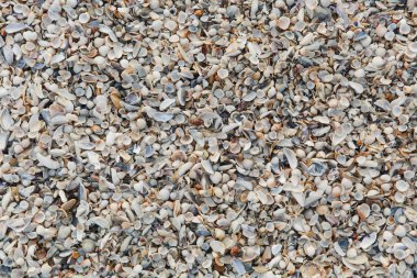 Arka plan doku zemin sığ küçük çeşitli parlak yumuşak ve kabarık ışık, gri, pastel, kahverengi kabukları sahilde, kıyı