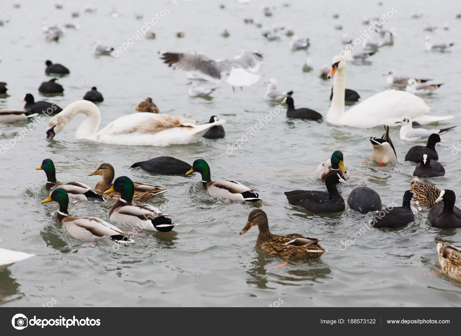 Une Maison Magnifique Lac Aux Oiseaux Blanc élégant Cygnes